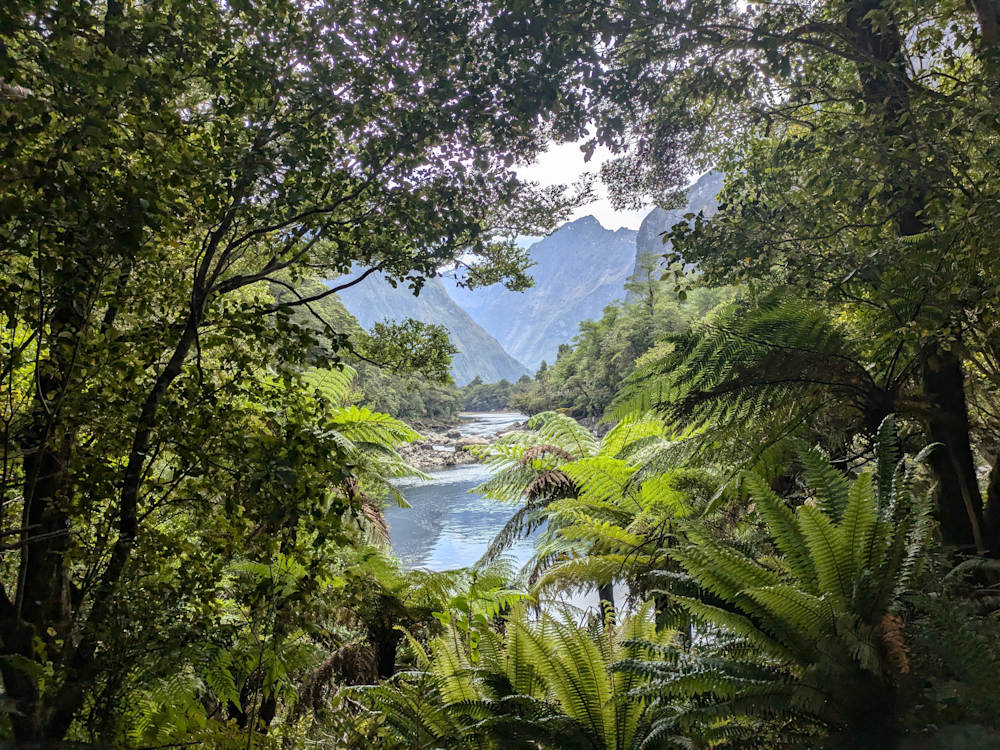 View of native forest at Milford Sound Fiordland